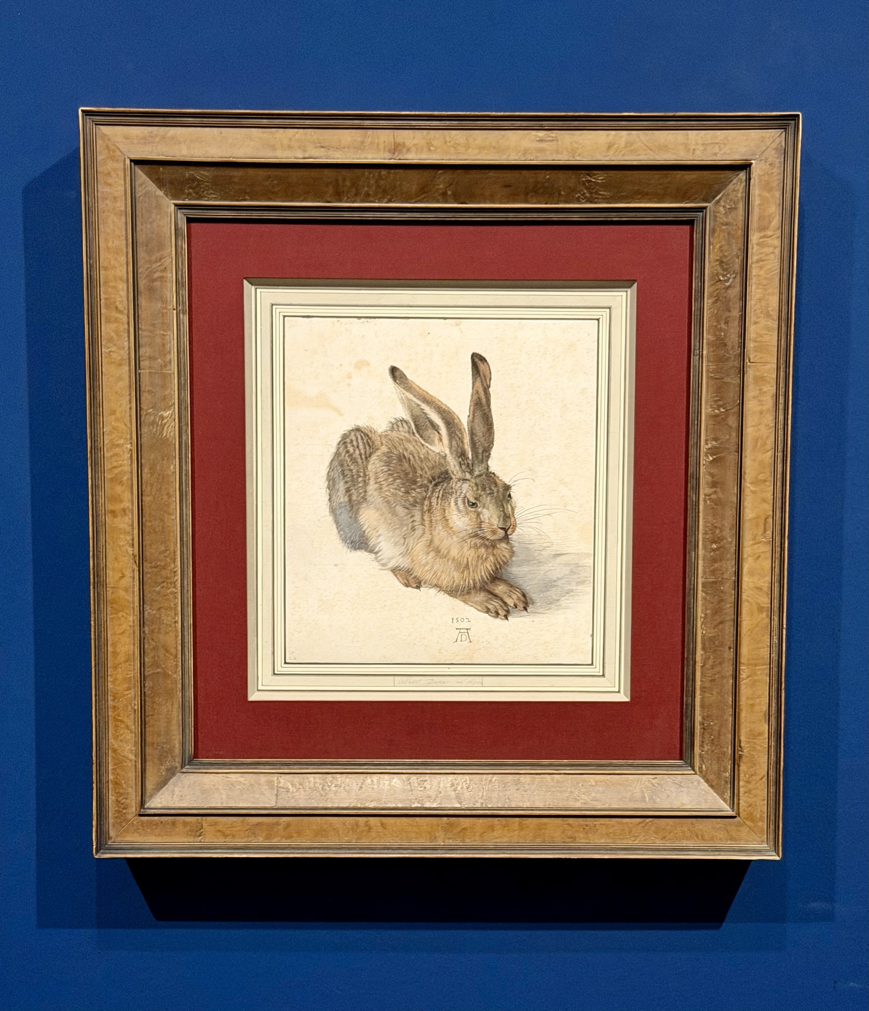 Feldhase (Dürer)